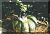 3.jpg (26810 byte)